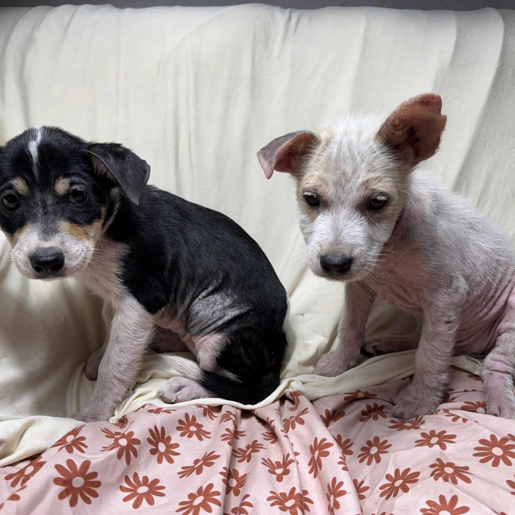 Enlarge Jack, a Adoptable mixed breed in Tomball, TX image 2/5