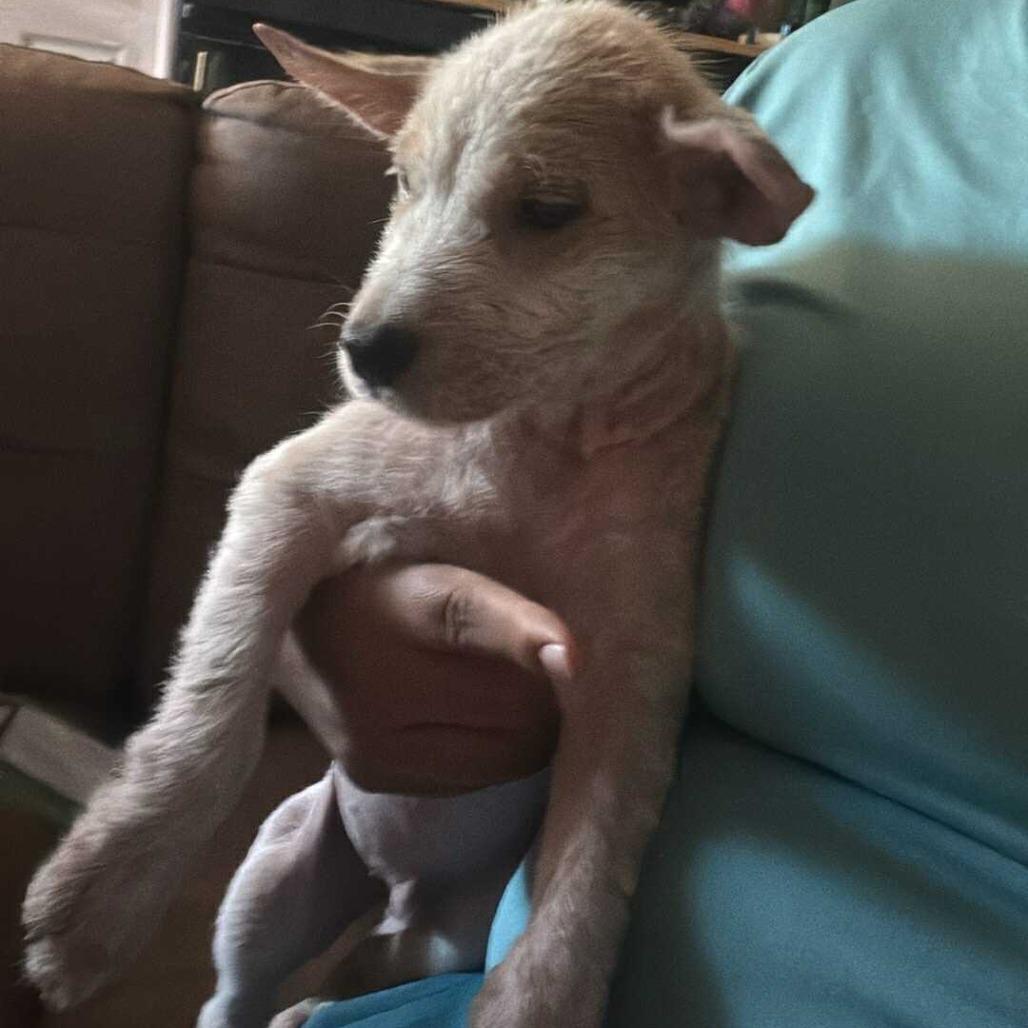 Enlarge Jack, a Adoptable mixed breed in Tomball, TX image 4/5