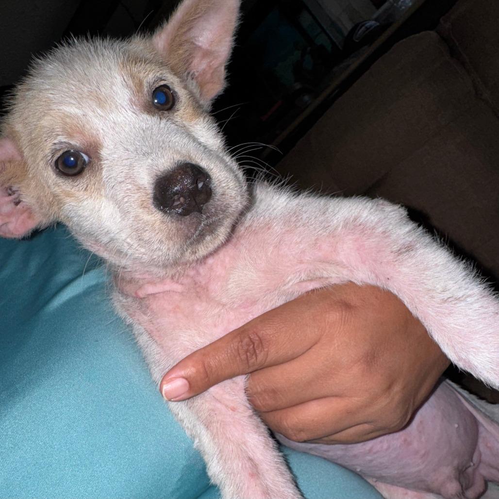 Enlarge Jack, a Adoptable mixed breed in Tomball, TX image 5/5