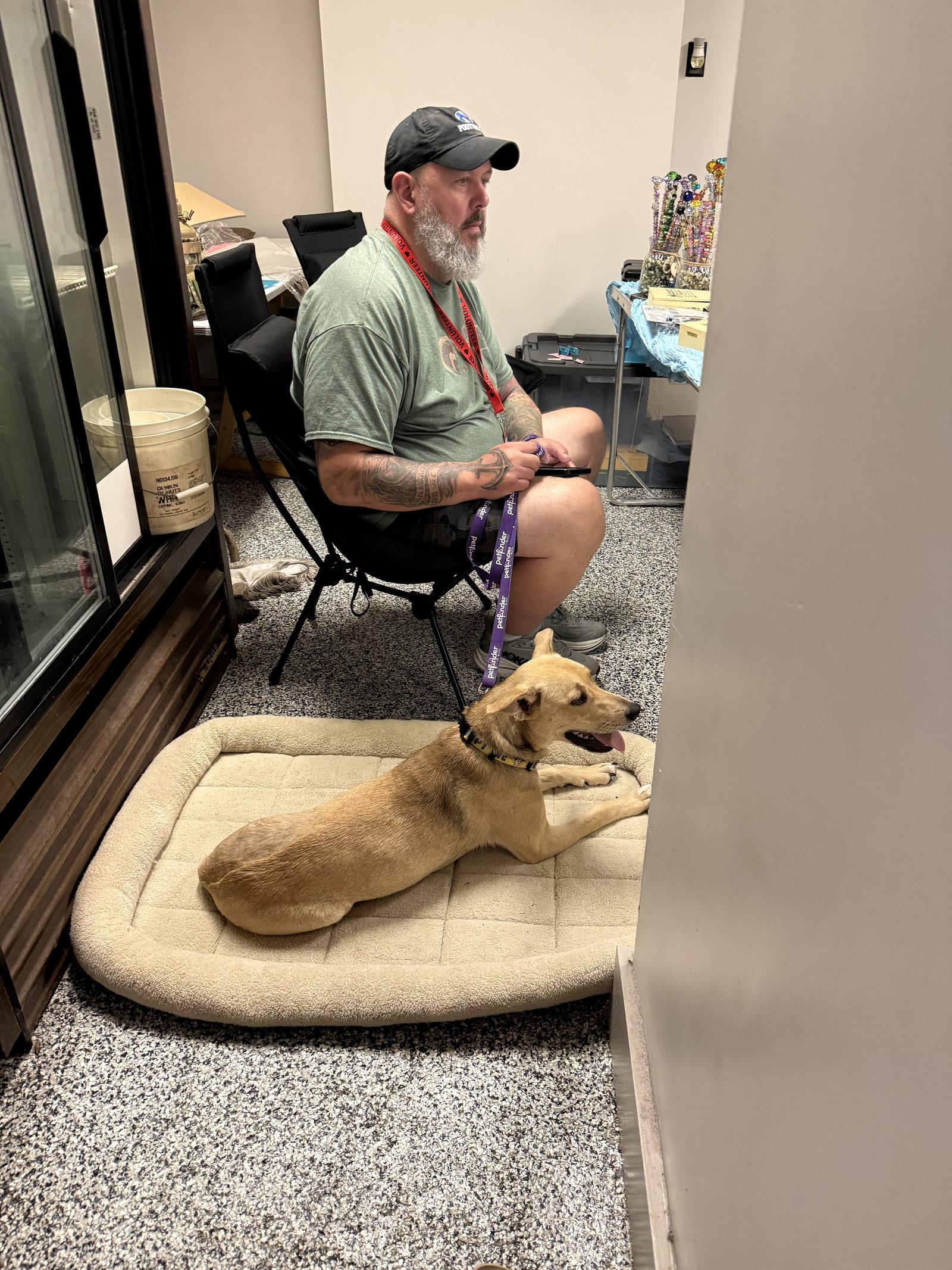Grace, Adoptable, Young Female Carolina Dog & Black Mouth Cur.