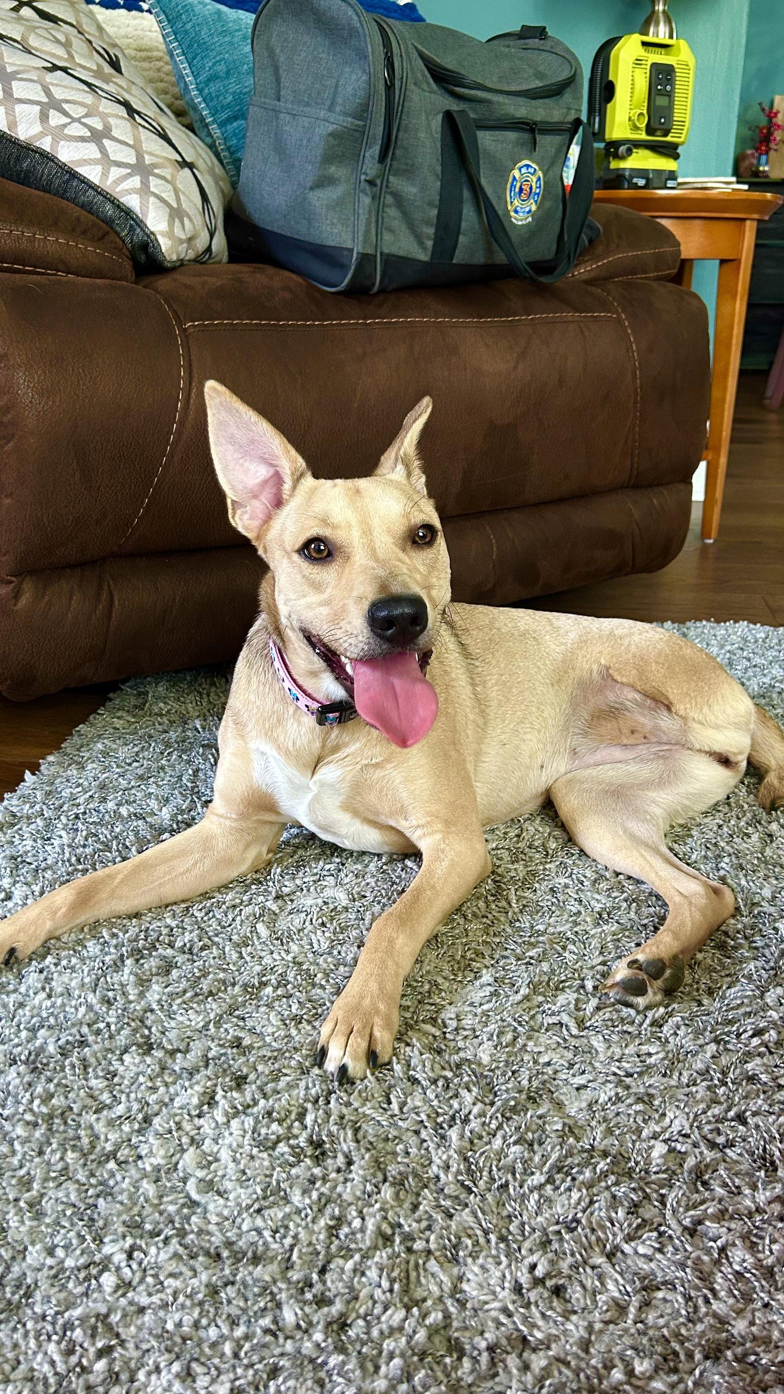 Grace, Adoptable, Young Female Carolina Dog & Black Mouth Cur.