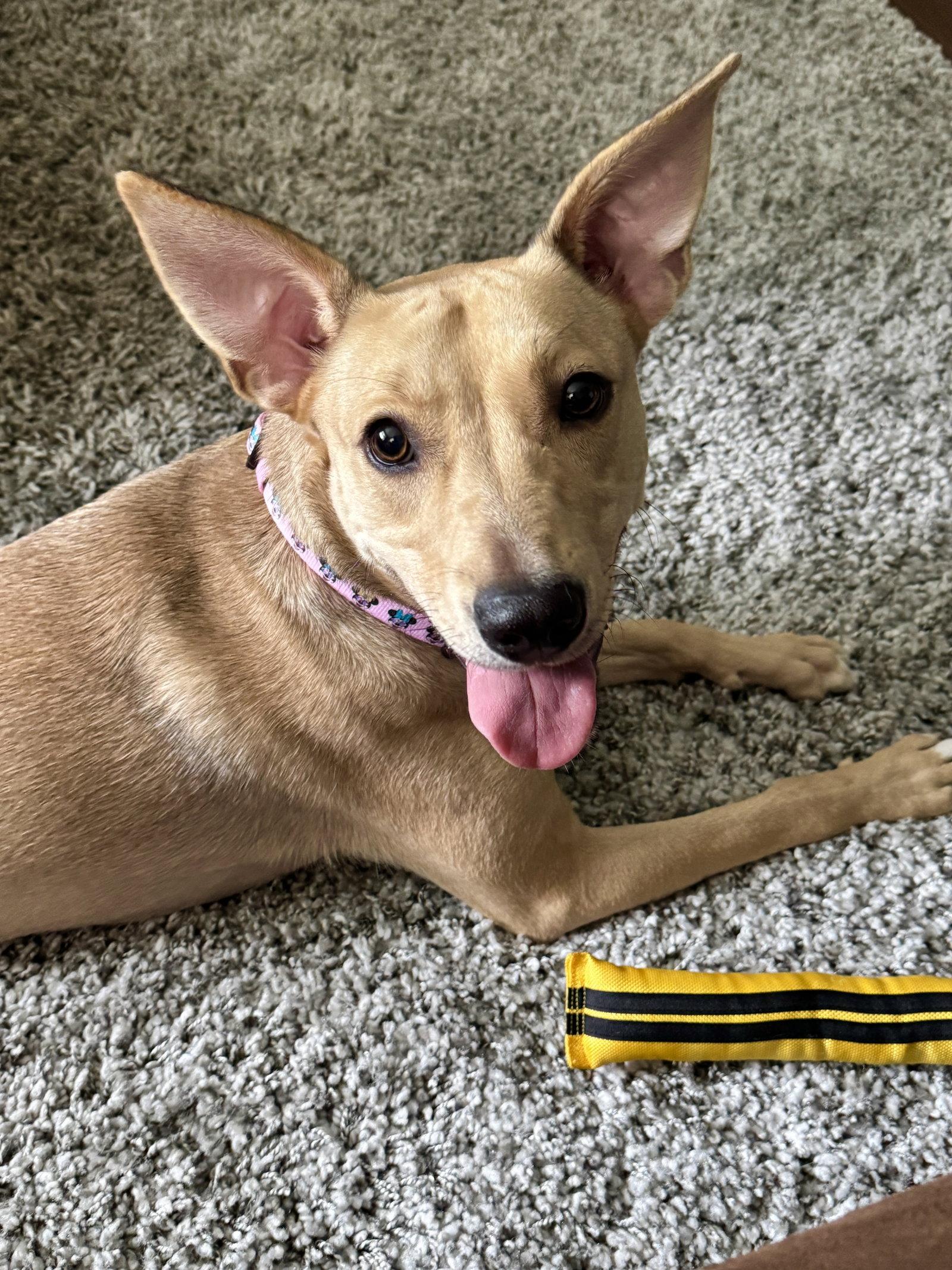 Grace, a Adoptable mixed breed in Walnutport, PA image 2/3
