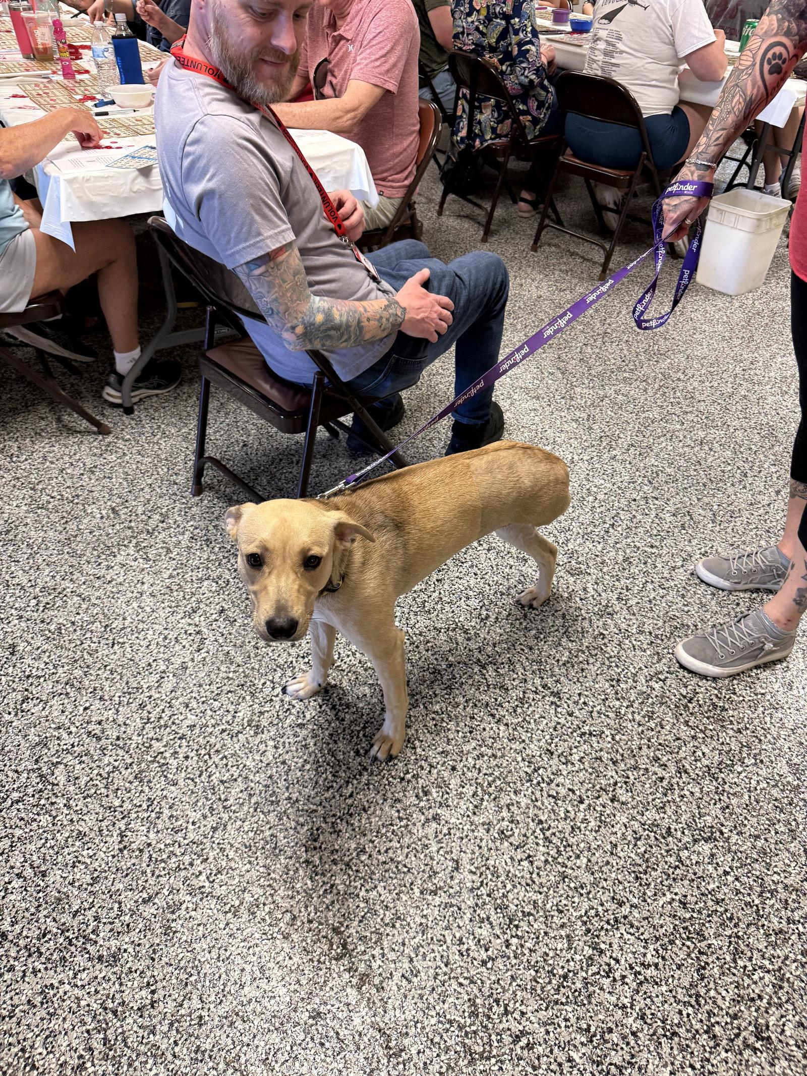 Grace, a Adoptable mixed breed in Walnutport, PA image 2/2