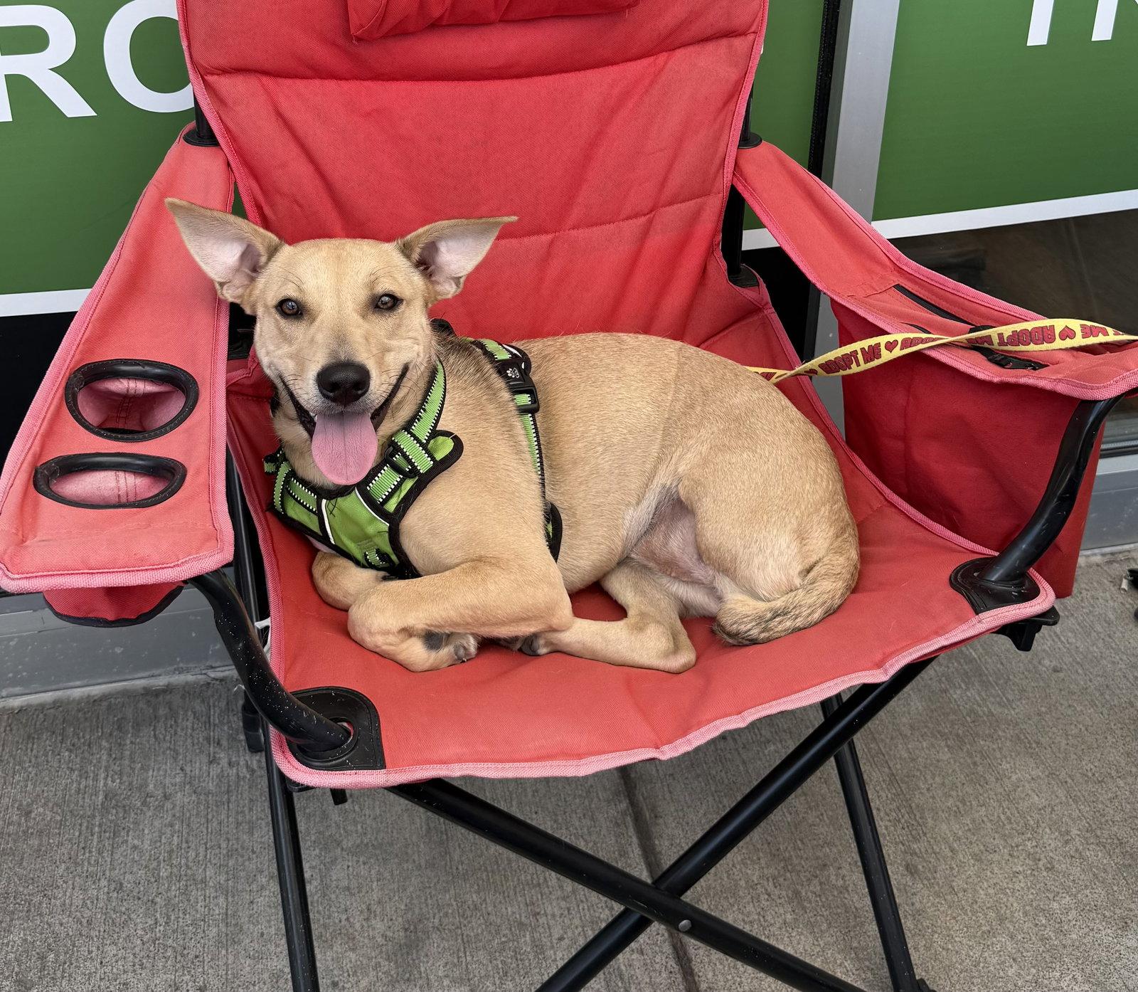 Grace, a Adoptable mixed breed in Walnutport, PA image 3/3