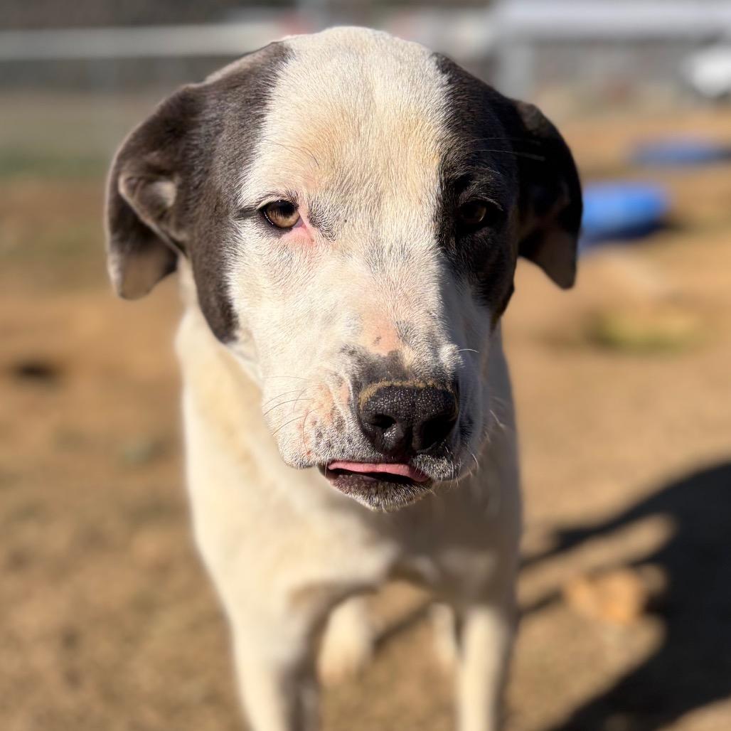 Enlarge Stacy (hw neg), a Adoptable mixed breed in Parrish, AL image 1/6