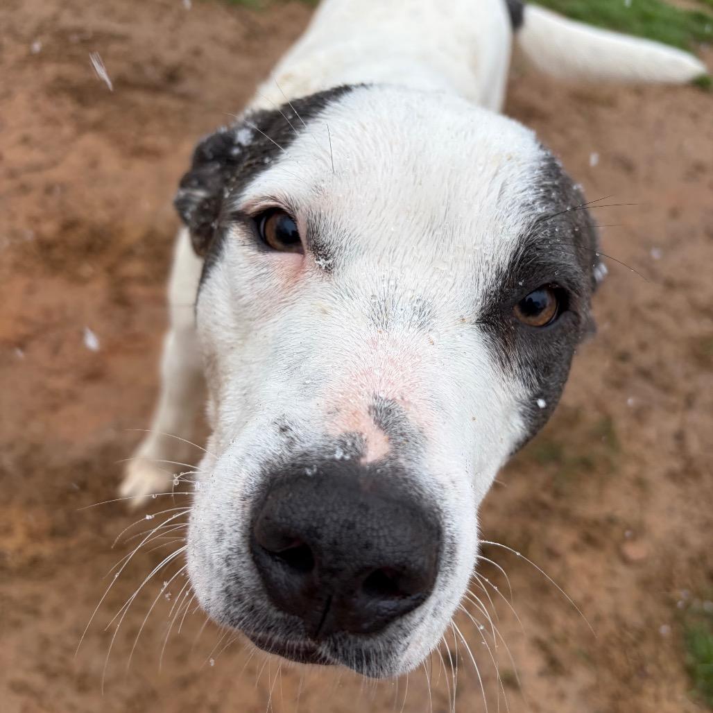 Enlarge Stacy (hw neg), a Adoptable mixed breed in Parrish, AL image 2/6