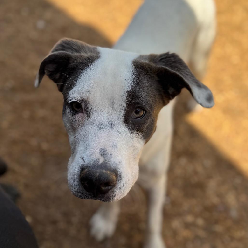 Enlarge Stacy (hw neg), a Adoptable mixed breed in Parrish, AL image 3/6