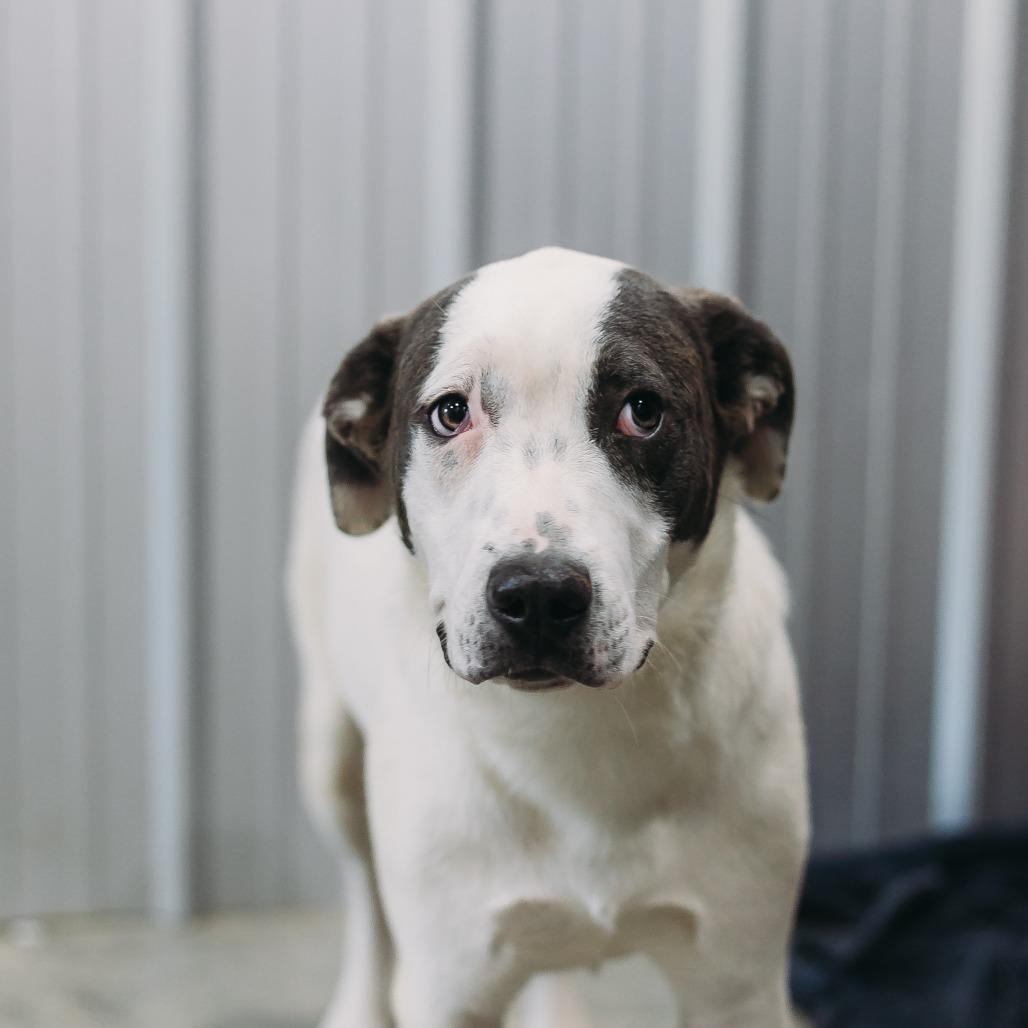 Enlarge Stacy (hw neg), a Adoptable mixed breed in Parrish, AL image 4/6