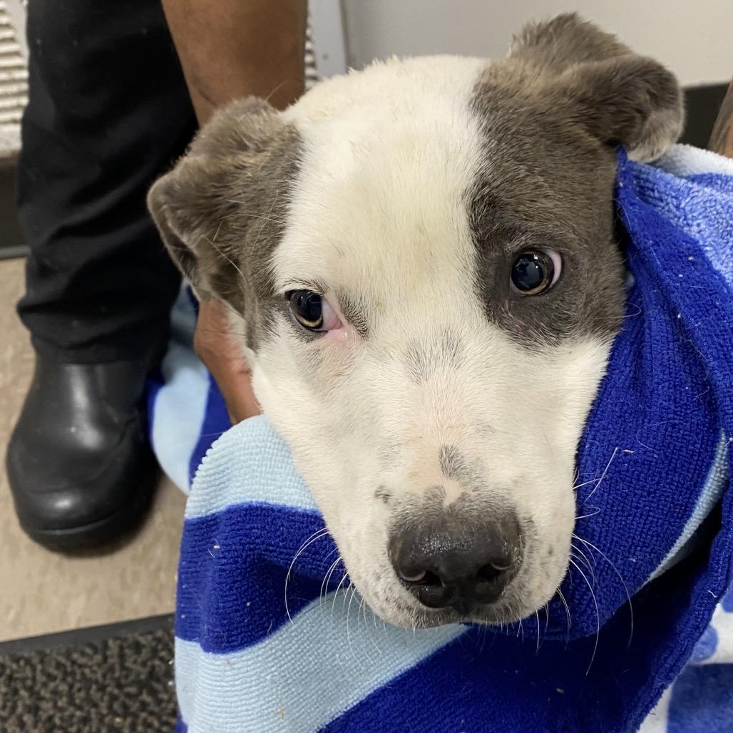 Enlarge Stacy (hw neg), a Adoptable mixed breed in Parrish, AL image 5/6