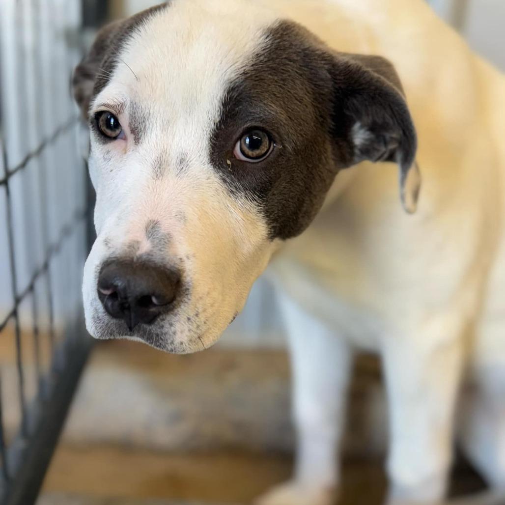 Enlarge Stacy (hw neg), a Adoptable mixed breed in Parrish, AL image 6/6