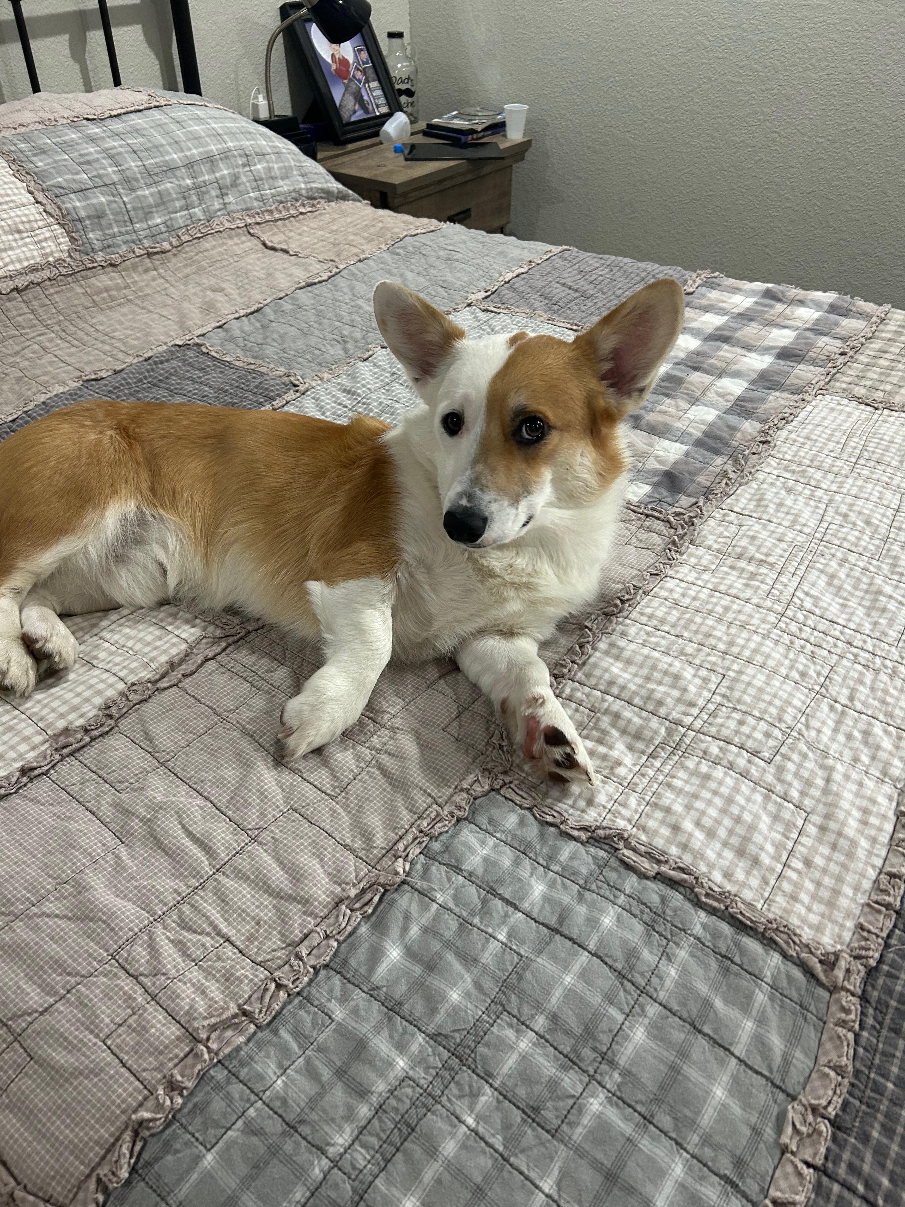 Enlarge Silver, a Adopted Corgi in Bonner Springs, KS image 1/2