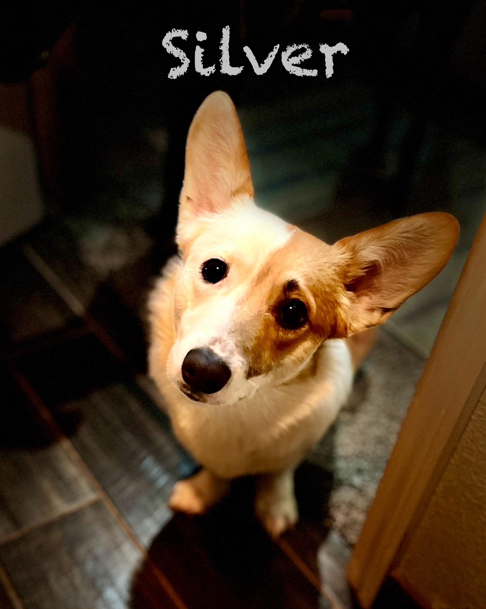 Enlarge Silver, a Adopted Corgi in Bonner Springs, KS image 2/2