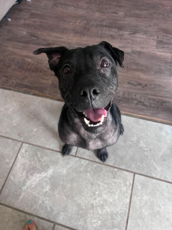 Enlarge Tinkerbell, a Adopted mixed breed in Vanceboro , NC image 4/6