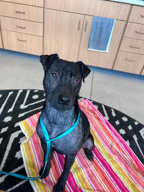 Enlarge Tinkerbell, a Adopted mixed breed in Vanceboro , NC image 5/6