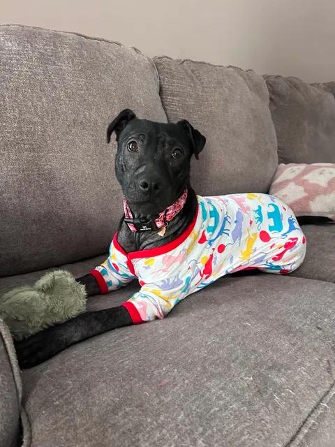 Enlarge Tinkerbell, a Adopted mixed breed in Vanceboro , NC image 1/6