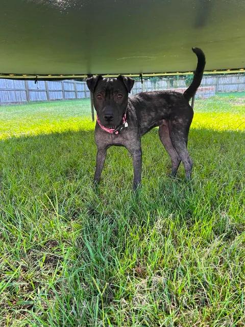 Enlarge Tinkerbell, a Adopted mixed breed in Vanceboro , NC image 2/6