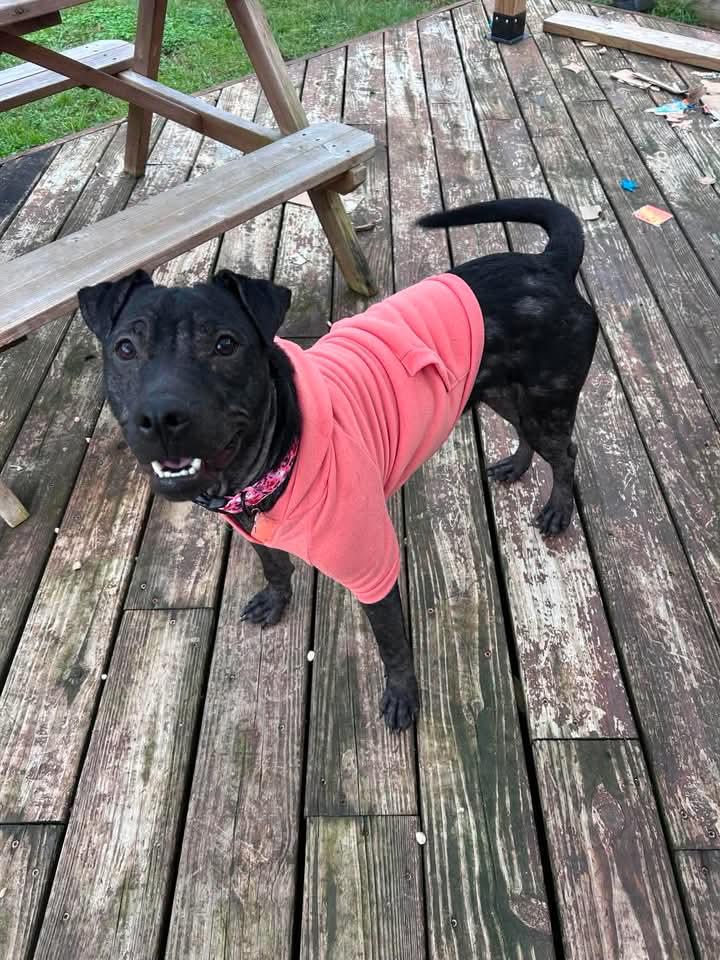 Enlarge Tinkerbell, a Adopted mixed breed in Vanceboro , NC image 6/6