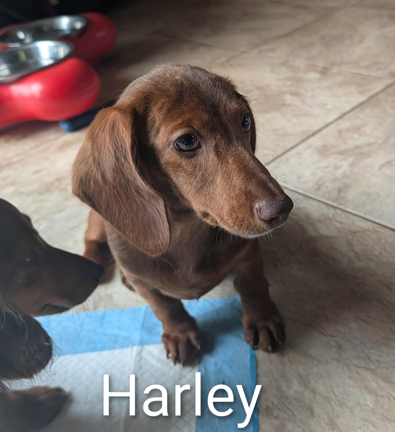 Enlarge Harley, a Adopted Dachshund in Sioux Falls, SD image 1/2