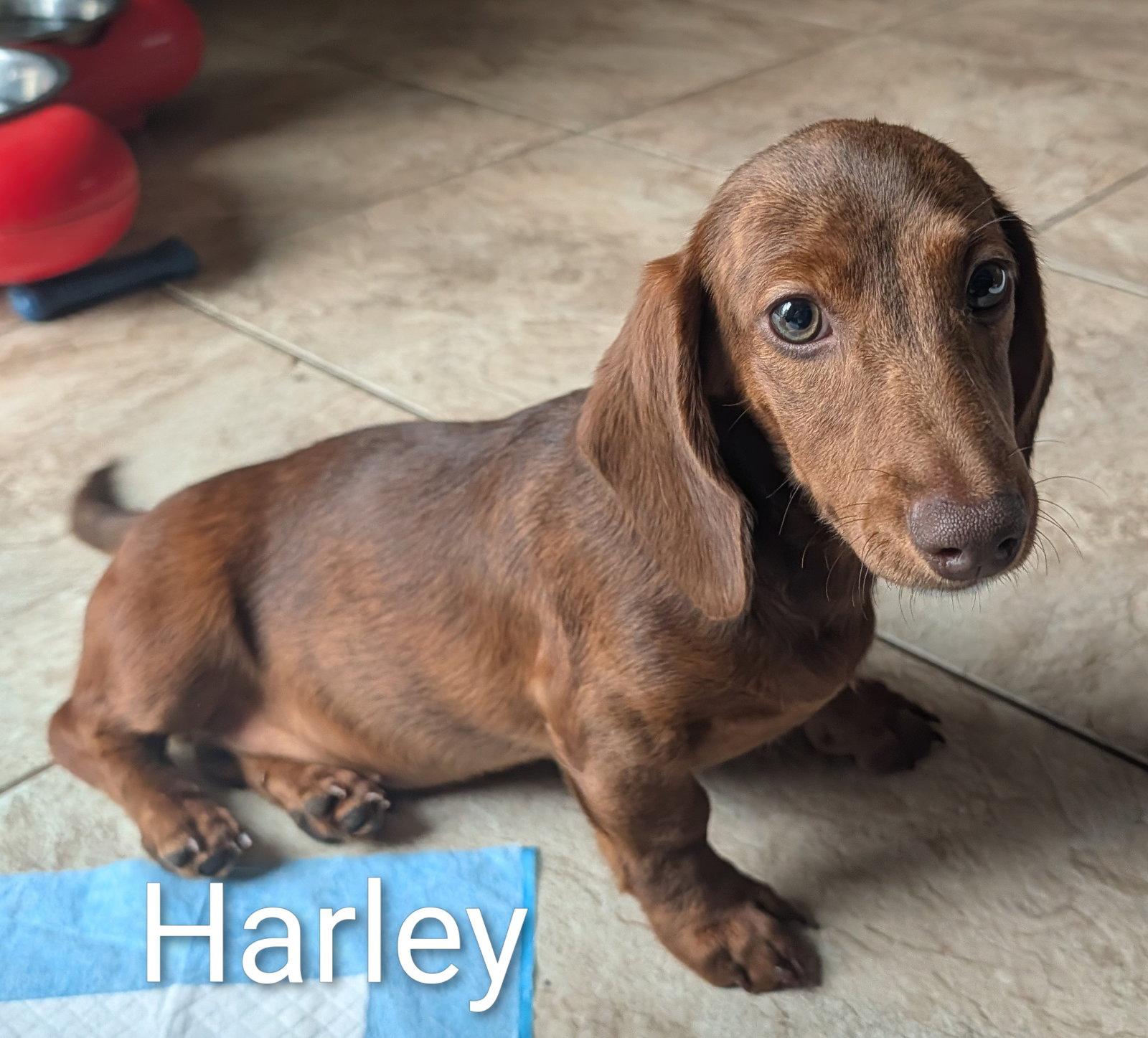 Enlarge Harley, a Adopted Dachshund in Sioux Falls, SD image 2/2