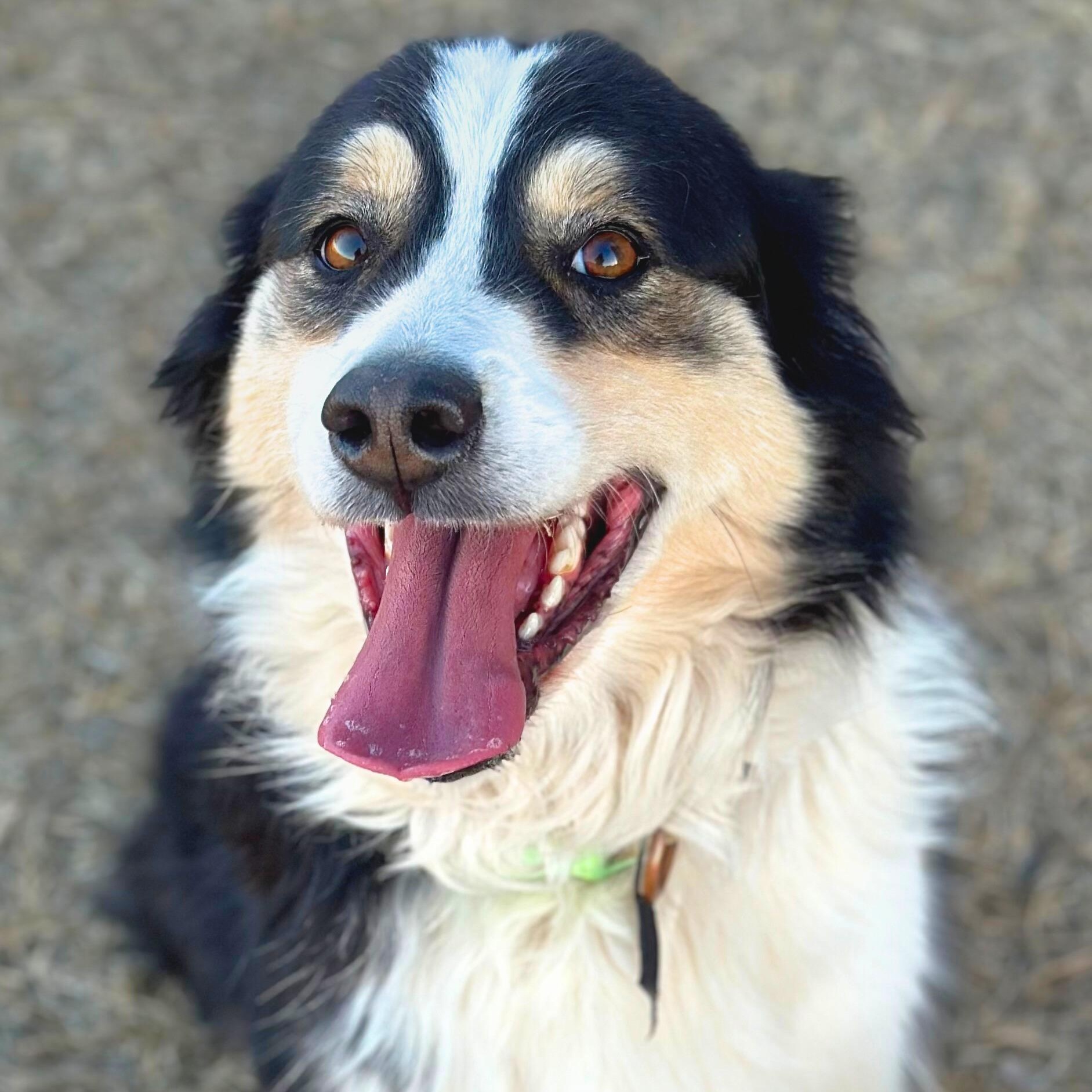 Milo, ADOPTABLE, Adult Male Anatolian Shepherd.