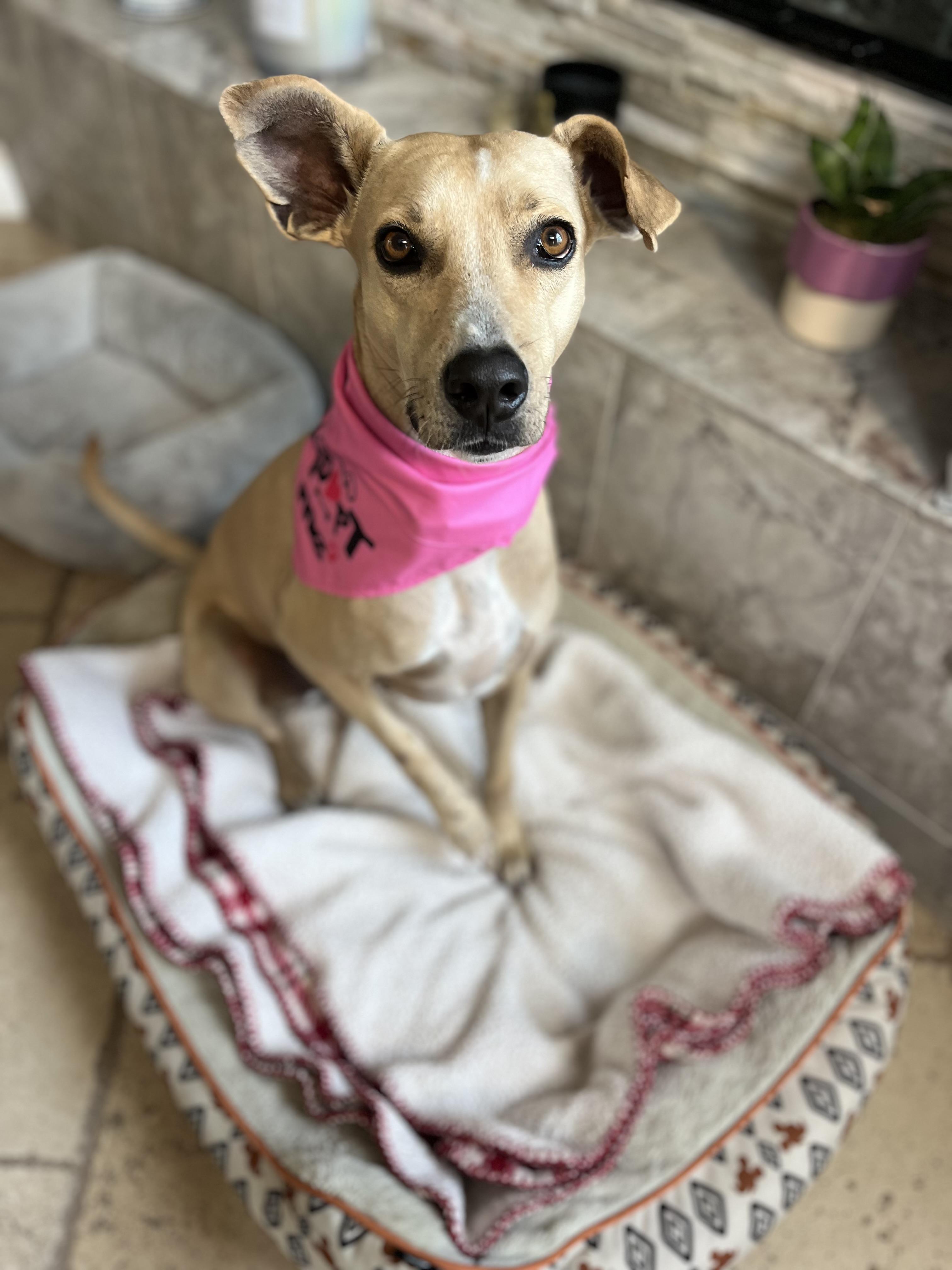 Zika , ADOPTABLE, Young Female Whippet.