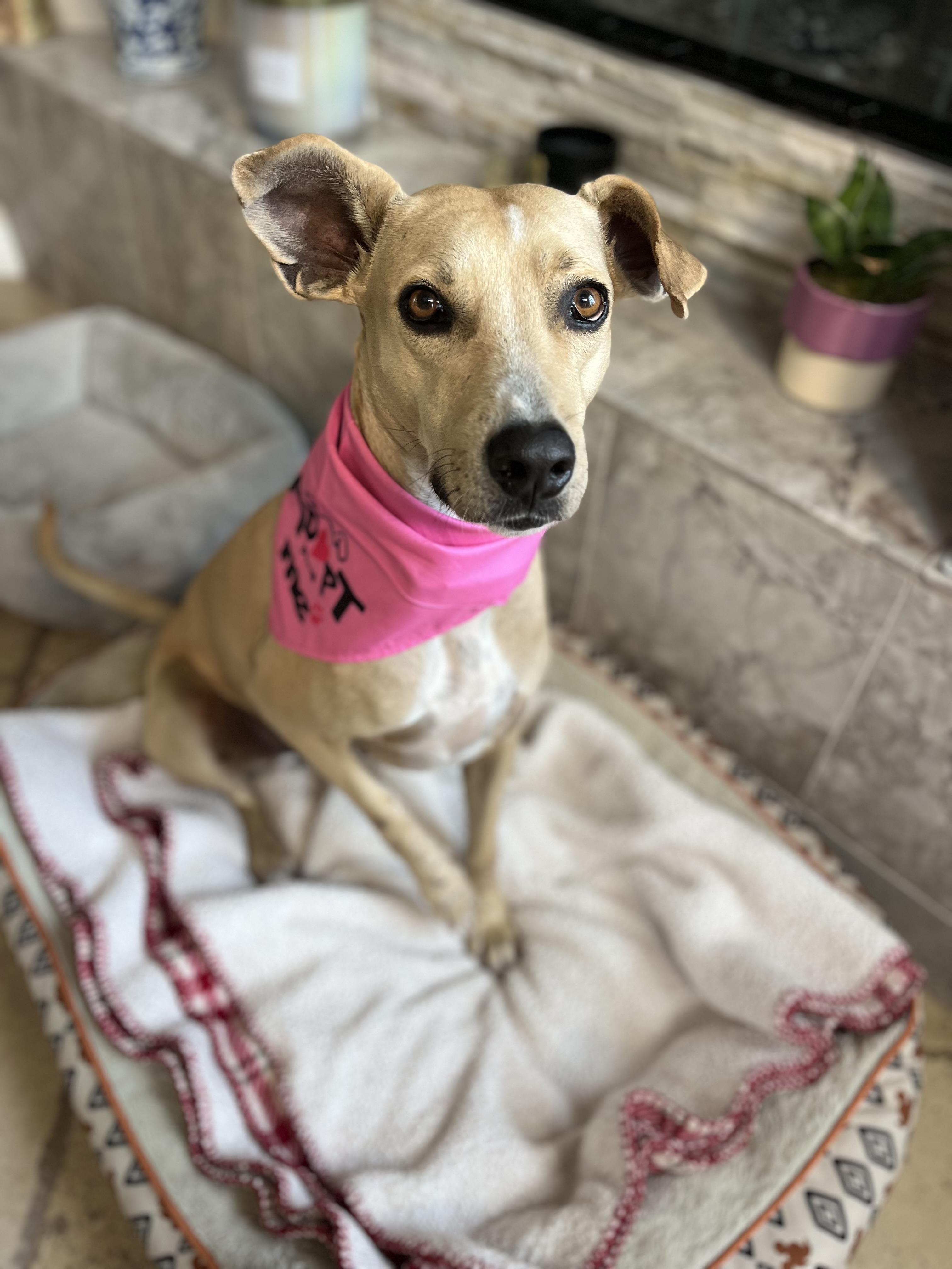 Enlarge Zika , a ADOPTABLE Whippet in Poway, CA image 3/5