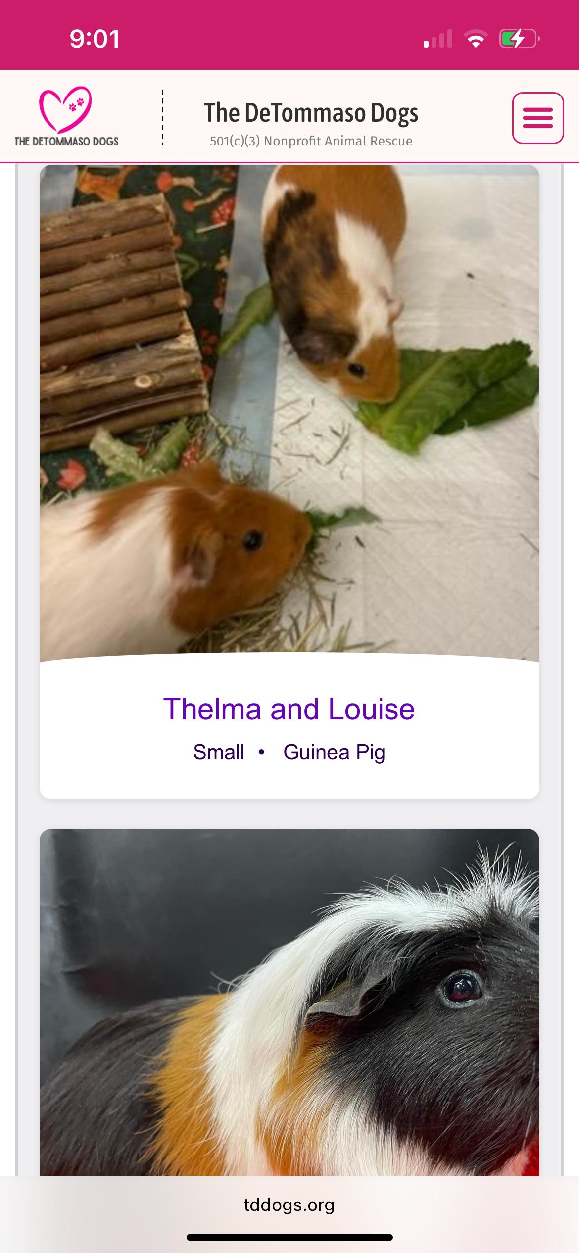 Enlarge Zika , a ADOPTABLE Whippet in Poway, CA image 5/5