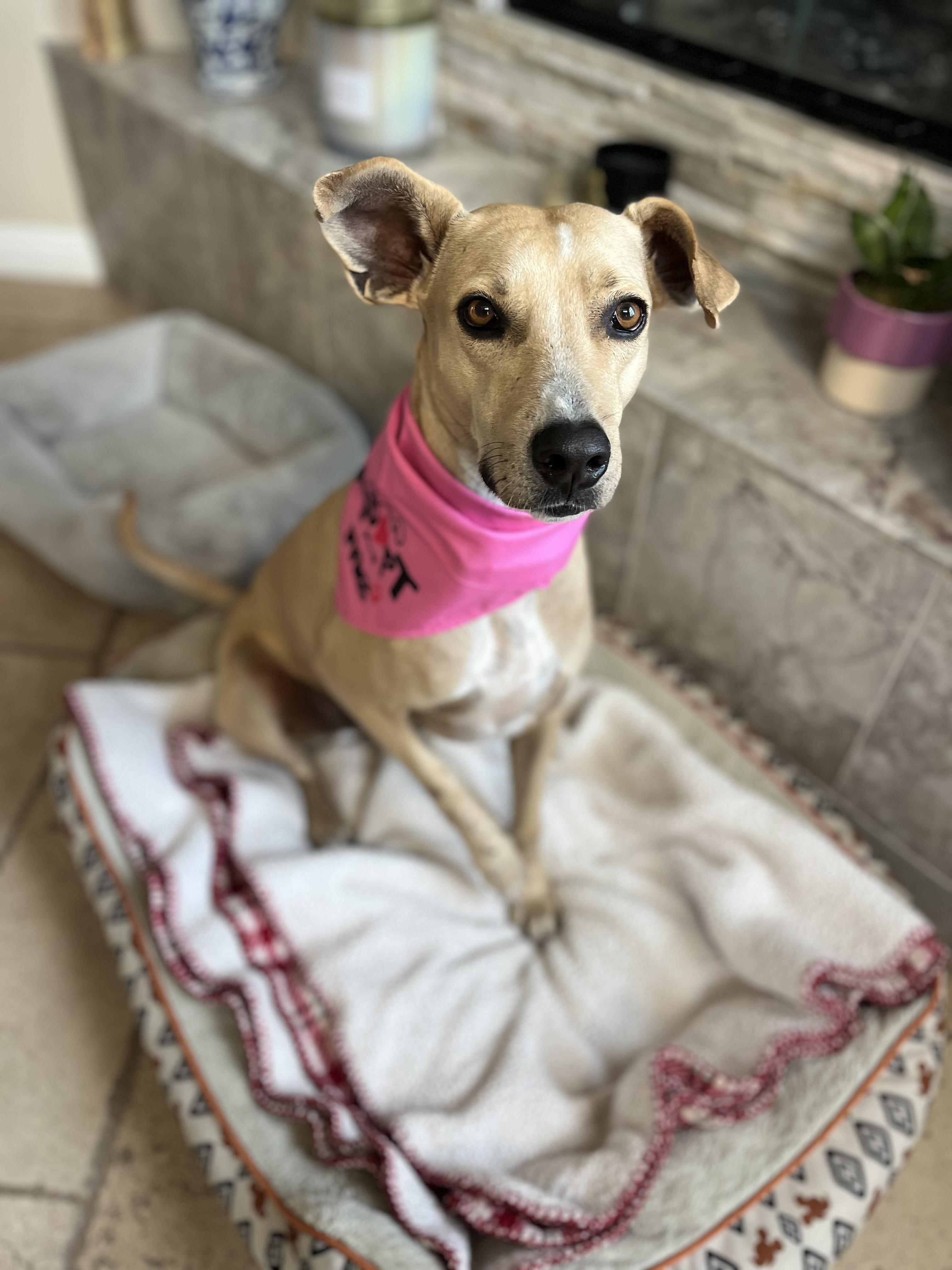 Zika , ADOPTABLE, Young Female Whippet.