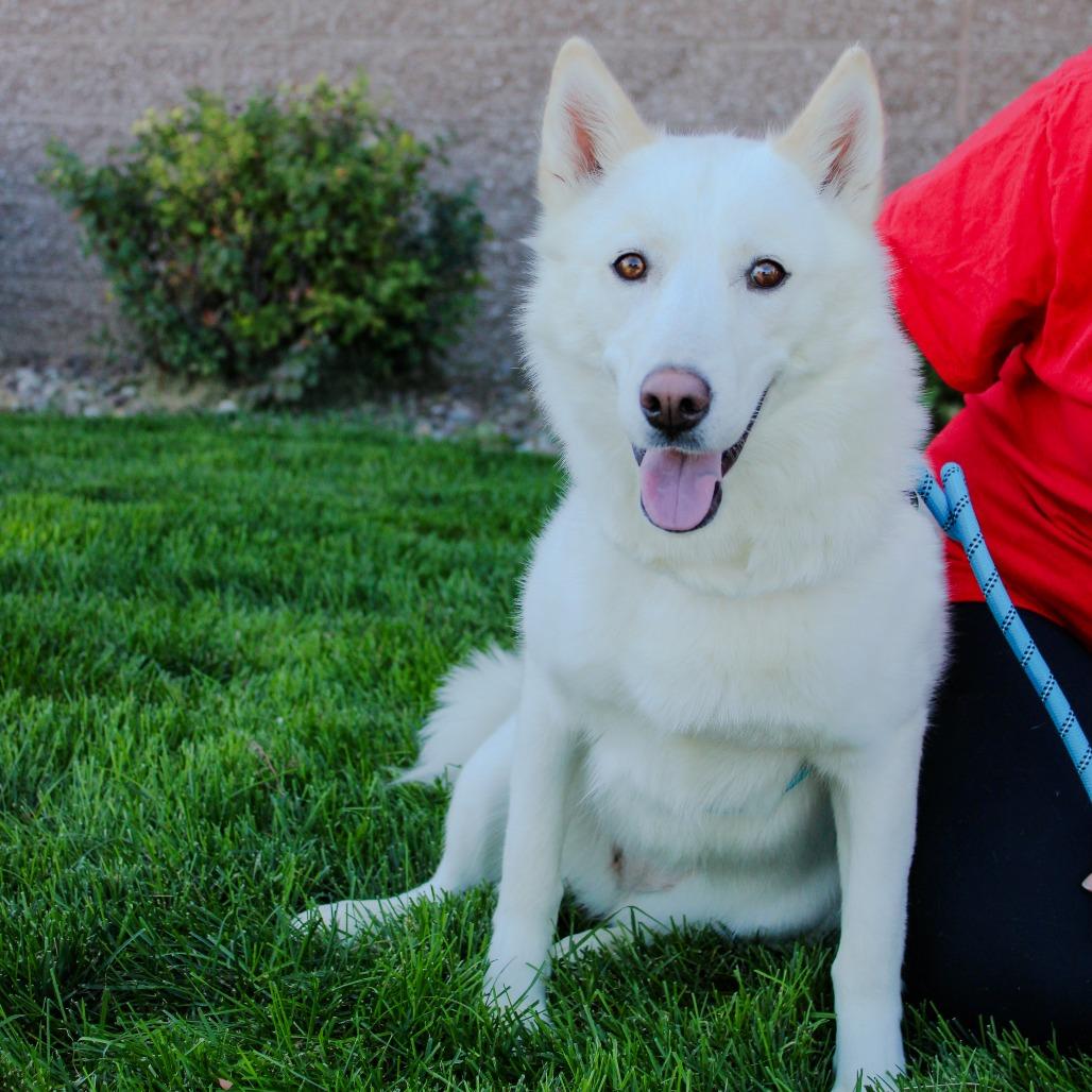 Everest, Adoptable, Adult Female Husky & Shepherd.