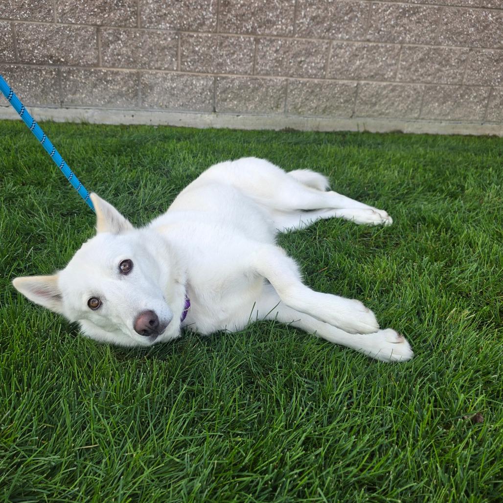 Enlarge Everest, a Adoptable mixed breed in Great Falls, MT image 2/5