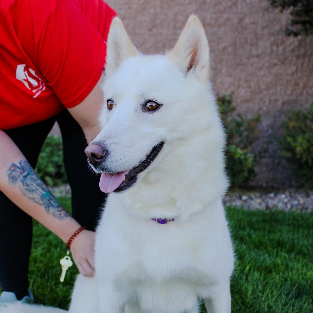 Enlarge Everest, a Adoptable mixed breed in Great Falls, MT image 3/5