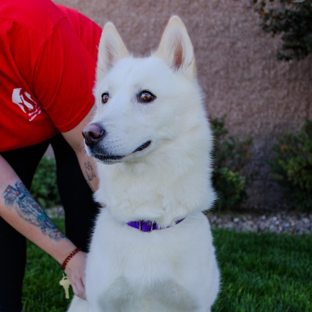 Enlarge Everest, a Adoptable mixed breed in Great Falls, MT image 4/5