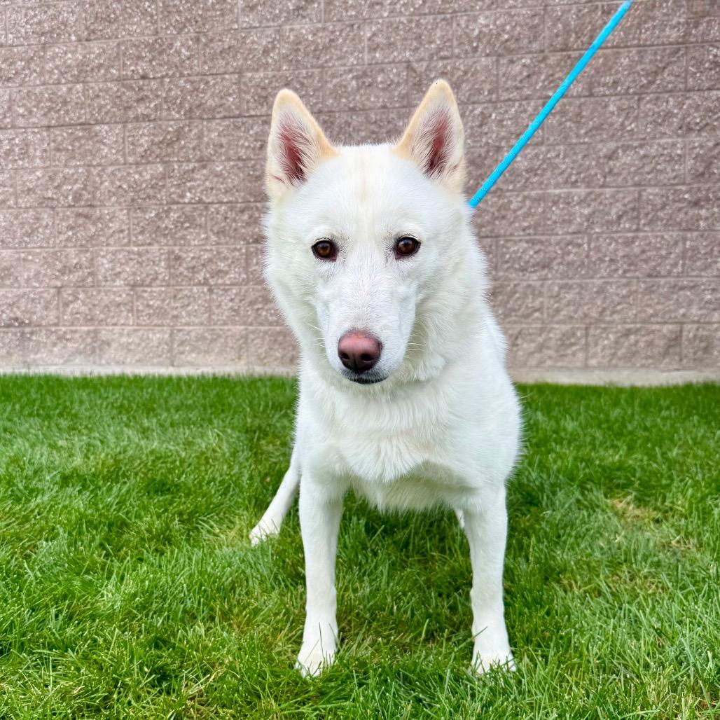 Enlarge Everest, a Adoptable mixed breed in Great Falls, MT image 5/5