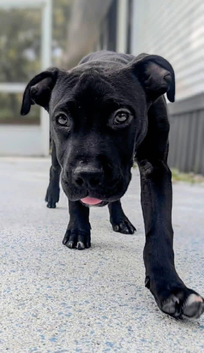 Enlarge Comet, a ADOPTABLE mixed breed in New Smyrna Beach, FL image 1/1