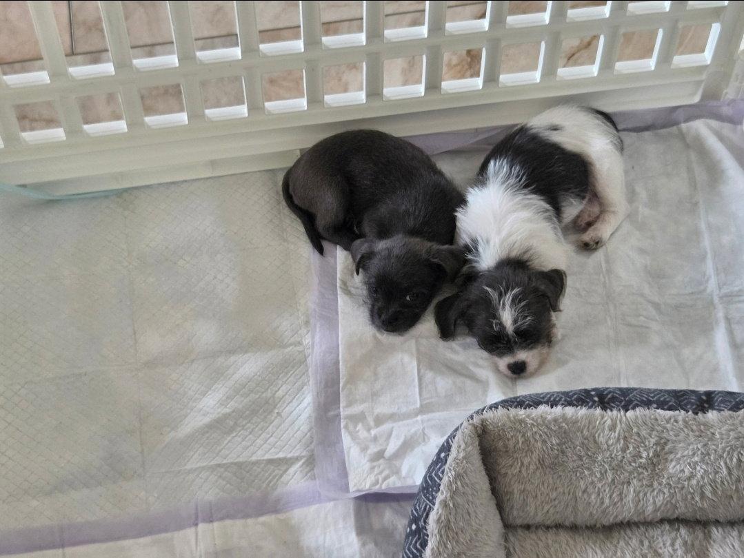 Enlarge Buzz & Woody, a Adoptable mixed breed in Dallas, TX image 1/3