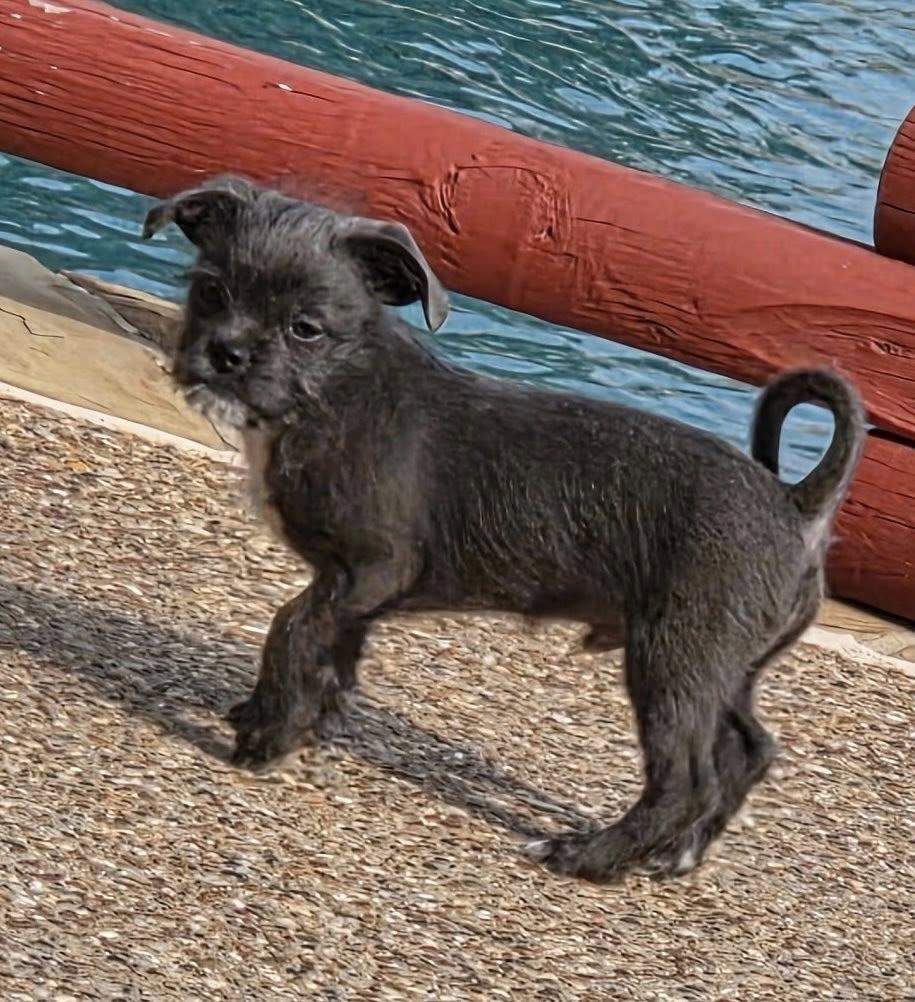 Buzz, a Adopted mixed breed in Dallas, TX image 1/2