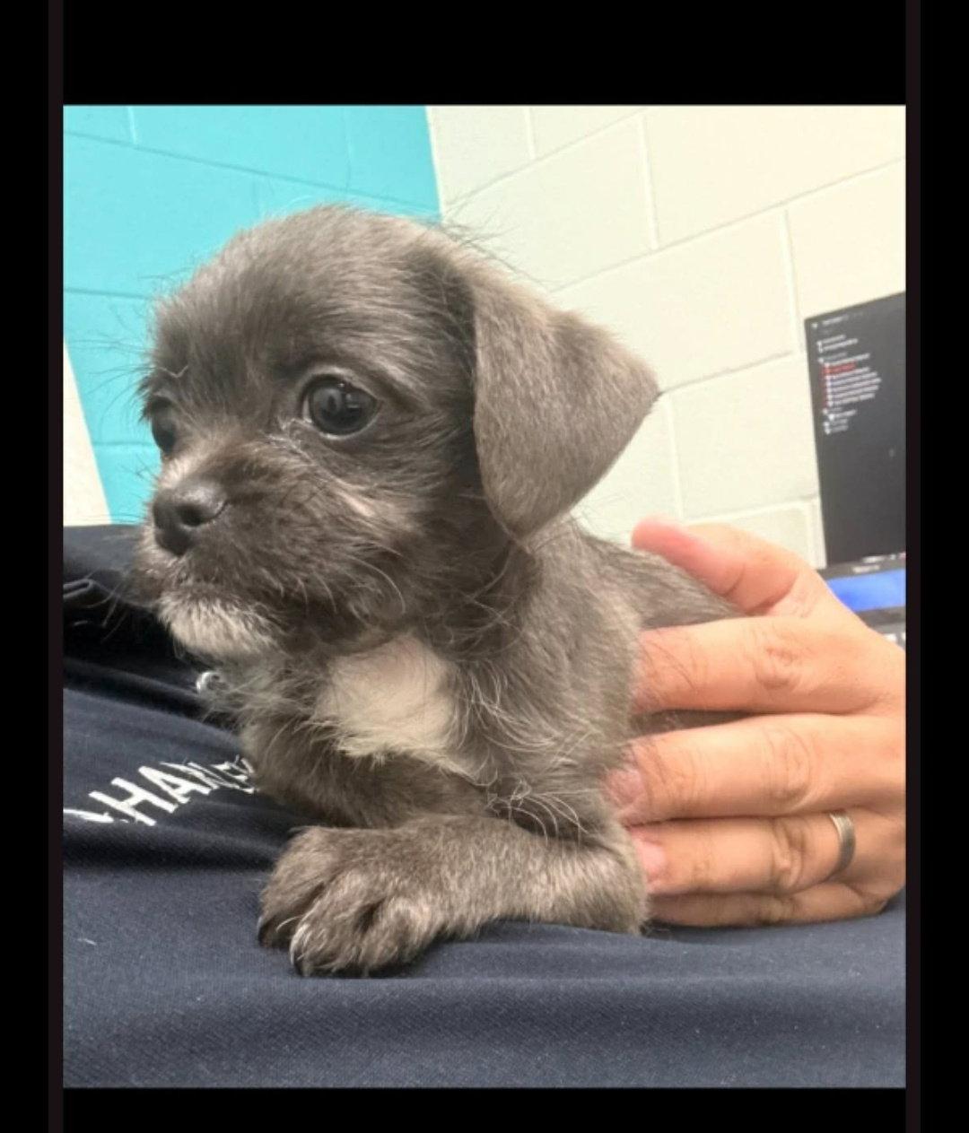 Enlarge Buzz & Woody, a Adoptable mixed breed in Dallas, TX image 2/3