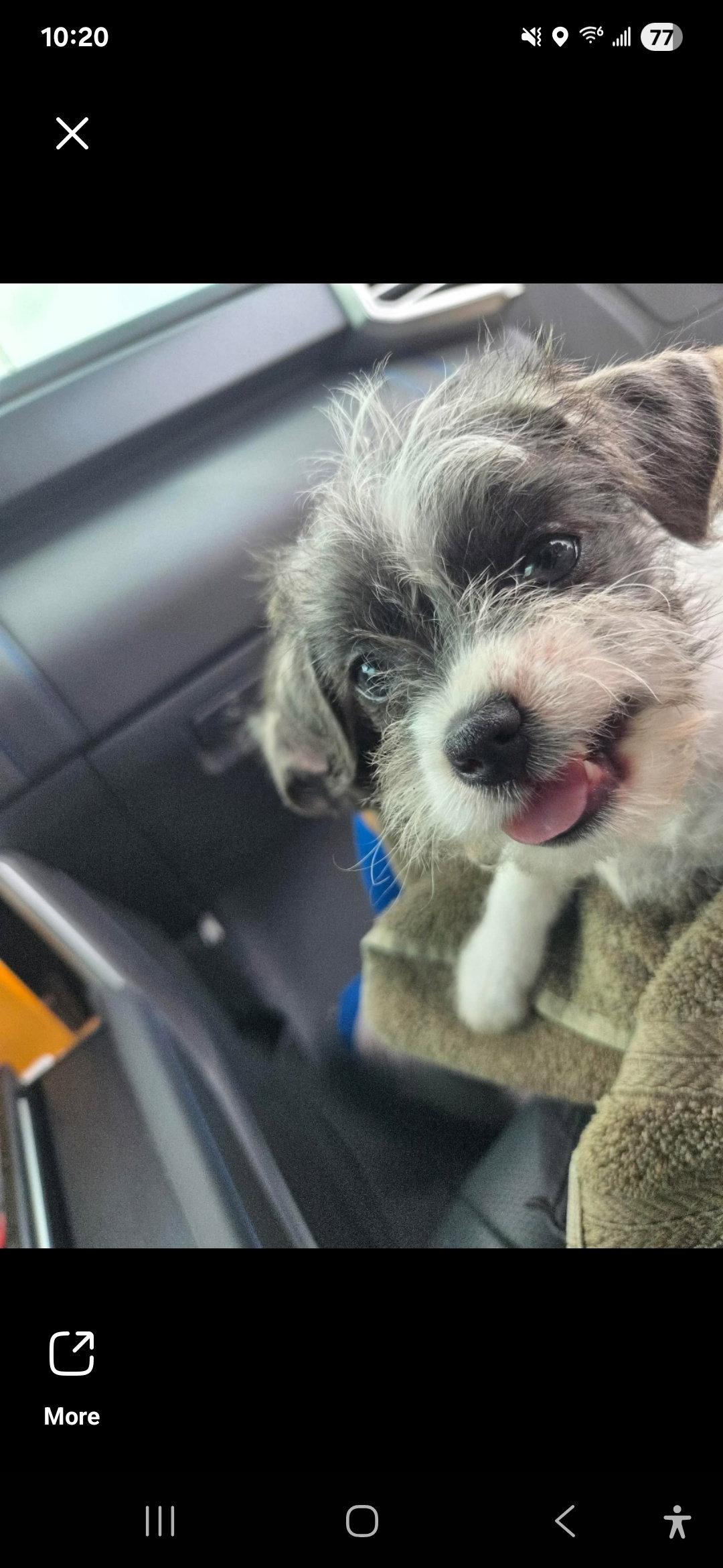 Enlarge Buzz & Woody, a Adoptable mixed breed in Dallas, TX image 3/3