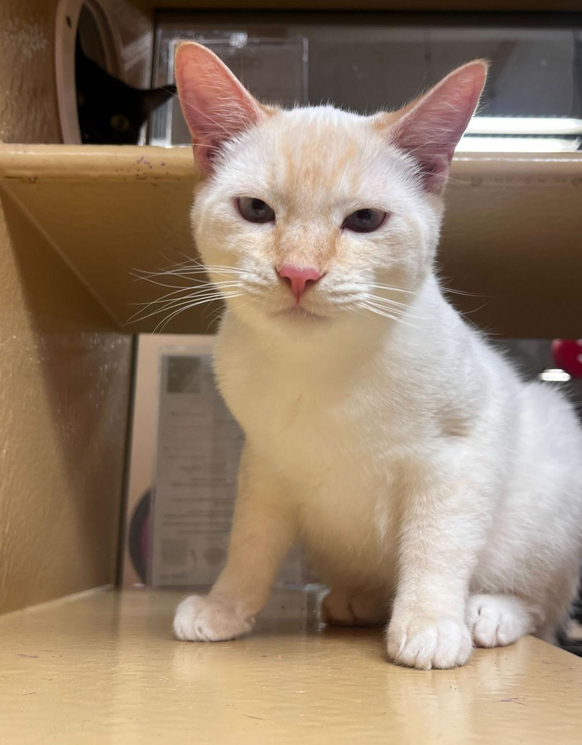 Enlarge Noel, a Adopted Siamese in Los Angeles, CA image 1/3