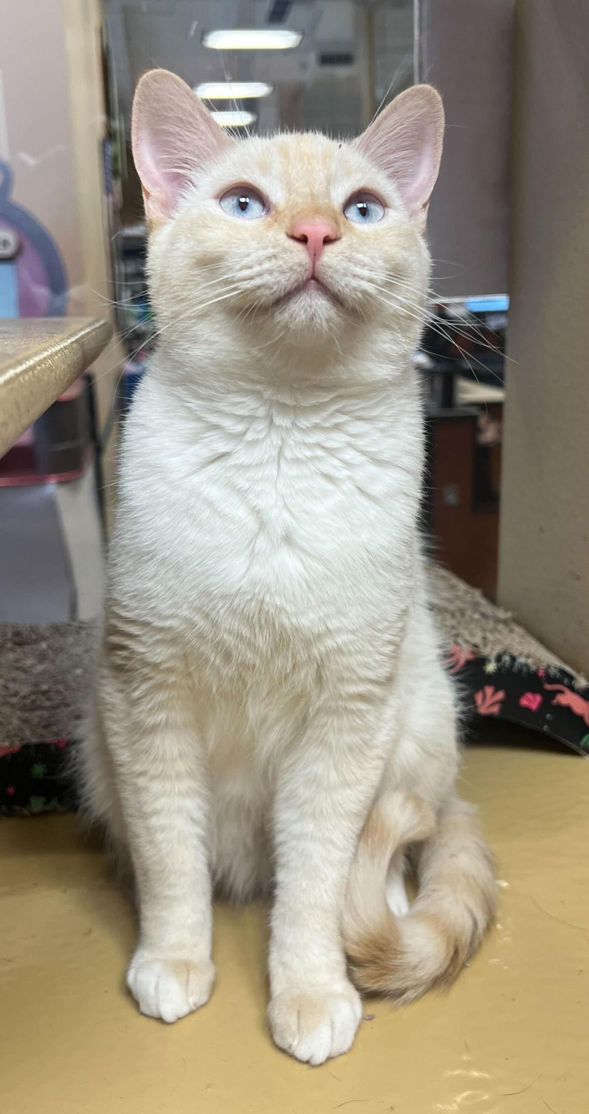 Enlarge Noel, a Adopted Siamese in Los Angeles, CA image 2/3