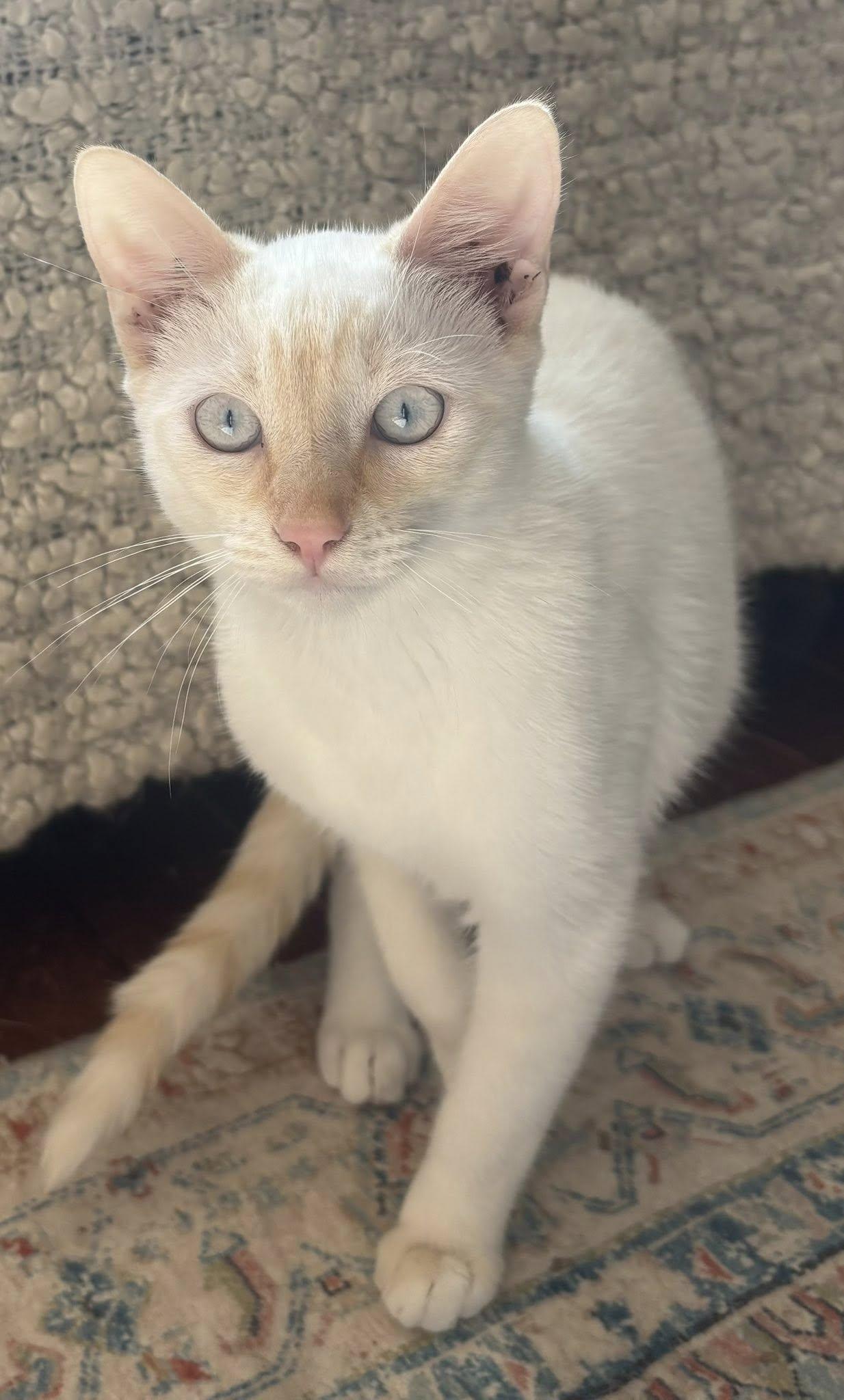 Noel, Adopted, Kitten Male Siamese.