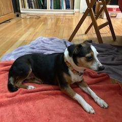 Enlarge Vicky, a Adoptable mixed breed in Raleigh, NC image 1/6