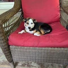 Enlarge Vicky, a Adoptable mixed breed in Raleigh, NC image 2/6