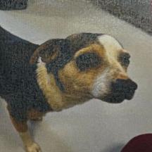 Enlarge Vicky, a Adoptable mixed breed in Raleigh, NC image 3/6