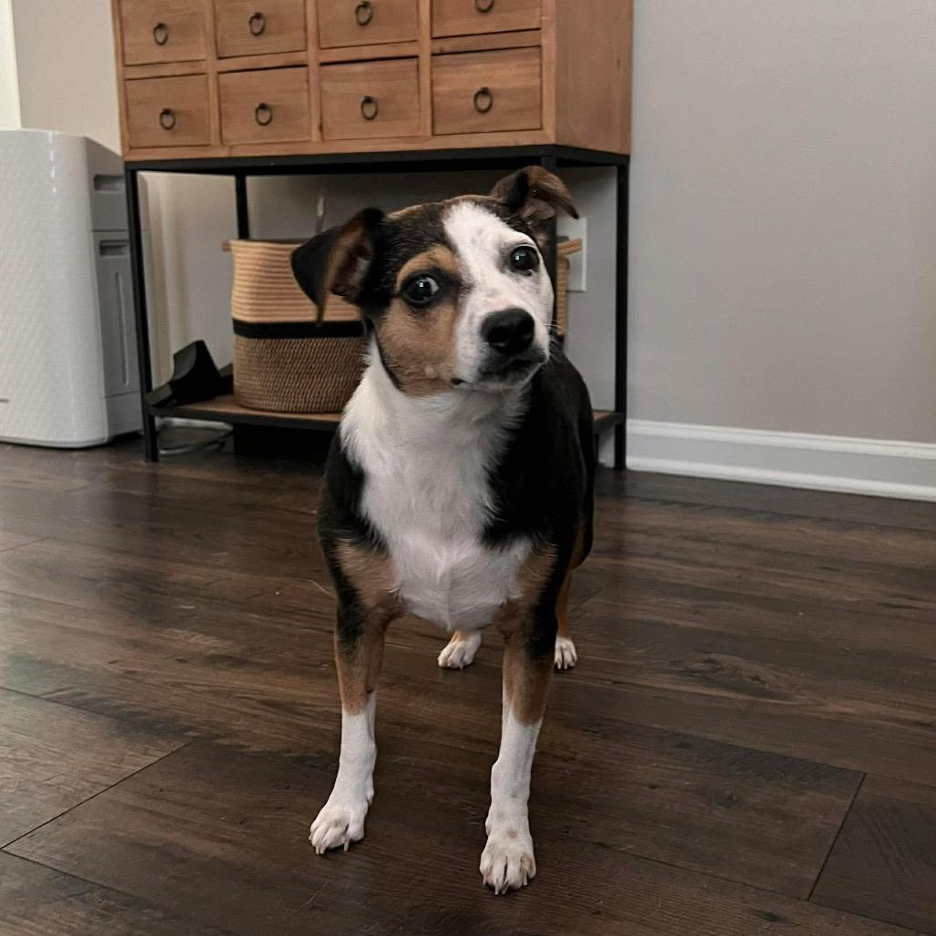 Effie, Adoptable, Adult Female Pomeranian & Mixed Breed.