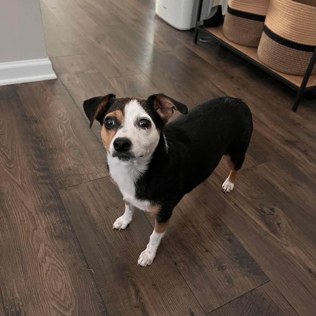 Effie, a Adoptable mixed breed in Raleigh, NC image 2/6