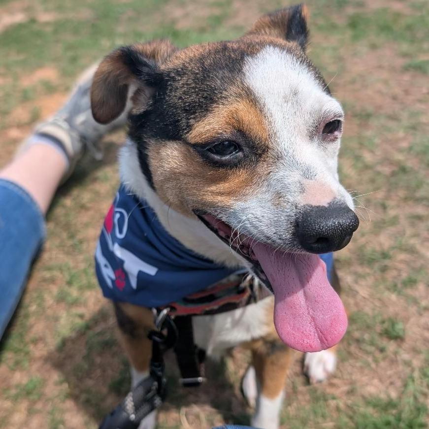 Effie, a Adoptable mixed breed in Raleigh, NC image 3/6