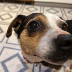 Enlarge Vicky, a Adoptable mixed breed in Raleigh, NC image 4/6