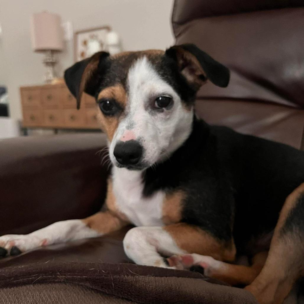 Effie, a Adoptable mixed breed in Raleigh, NC image 4/6