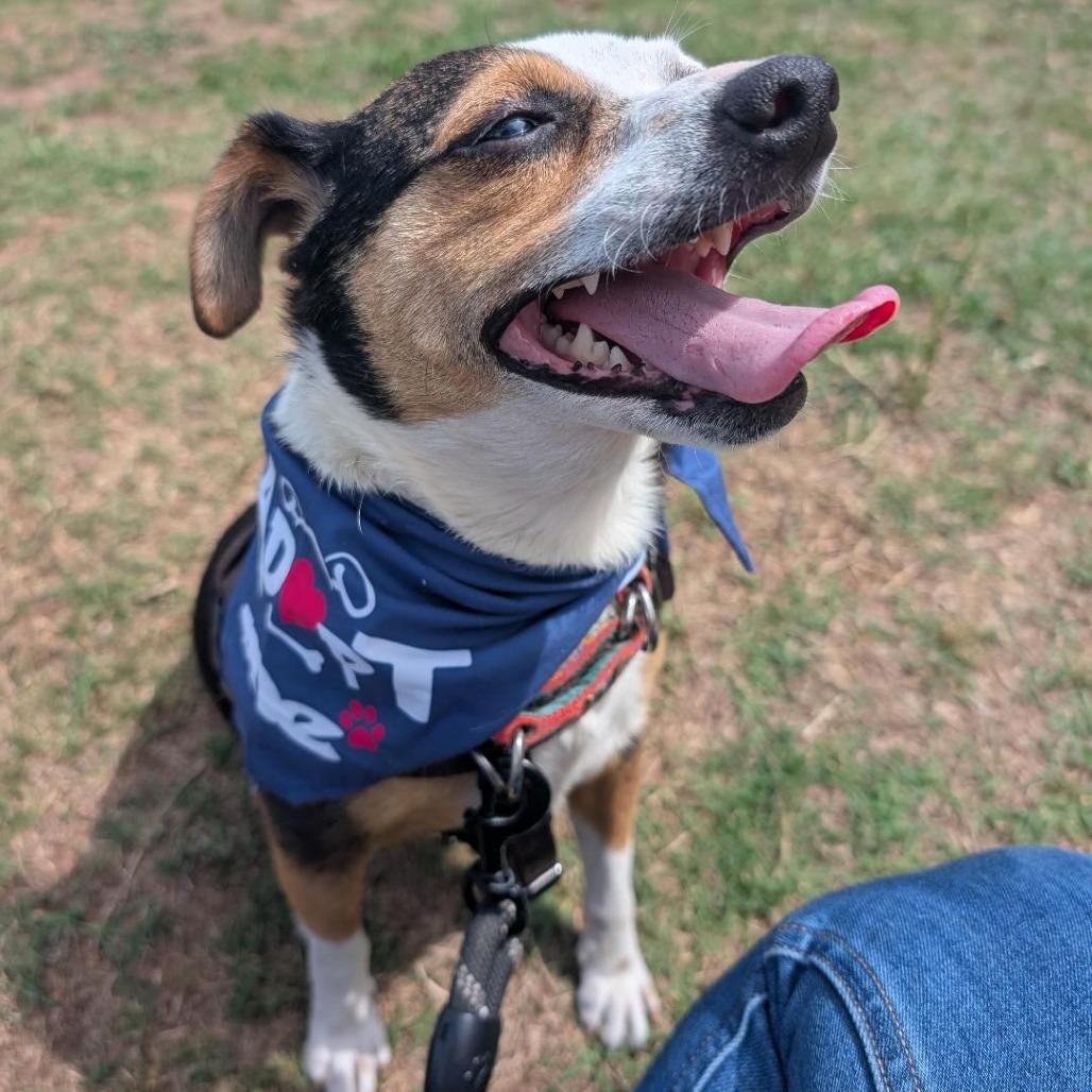 Enlarge Vicky, a Adoptable mixed breed in Raleigh, NC image 4/6
